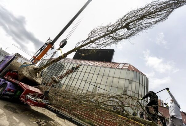 Zöldebb lett a Nagyszombati vám. Kiültették a 12 méter magas ősplatánokat (fotók, videó)