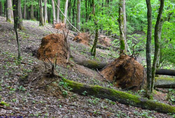 Városnéző sétán Losoncon az aranyásók nyomában – Képes beszámoló