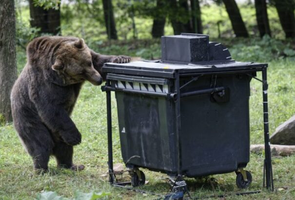 Súlyosbodik a medveprobléma a Magas-Tátrában