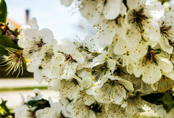 Csodás május a Dunaszerdahelyi járásban – Képriport