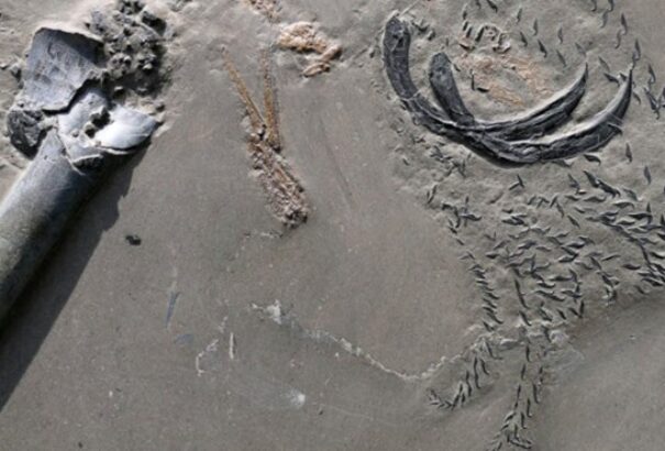 Évmilliókkal ezelőtt élt őslények gigászi csatájának nyomaira bukkantak Németországban