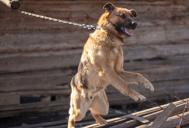 Júliustól betilthatják a kutyák láncon tartását