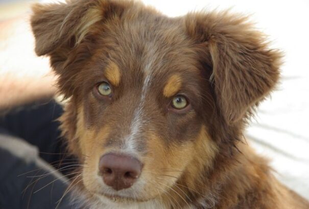 Mikor és miért néz az ember szemébe egy kutya?