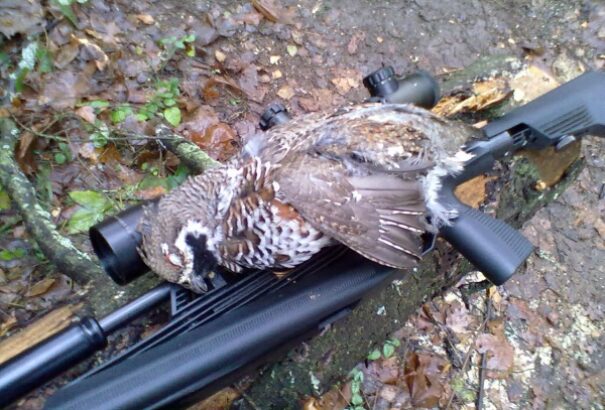 Védett madarak ezreit veszélyezteti a szabálytalan légpuska-használat