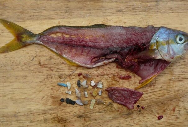 70 éve nyelik a halak a mikroműanyagot