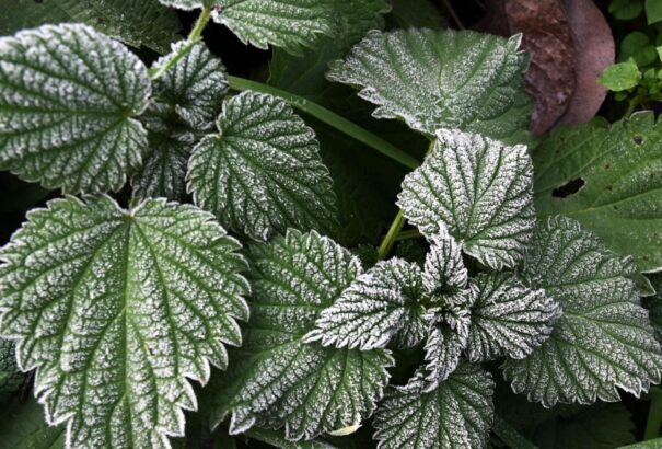 Talaj menti fagyra figyelmeztetnek a meteorológusok