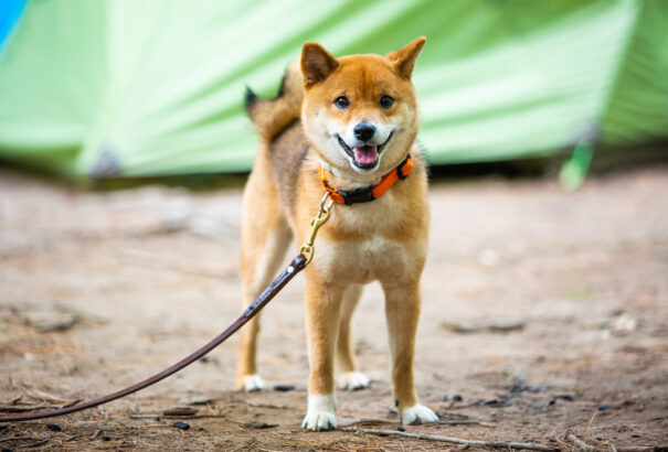 Kutya-ember kapcsolat: A kutyák a gazda személyisége miatt is stresszelnek