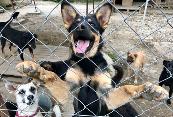 Az állatjogi ombudsman elindította a menhelyen élő állatok örökbefogadására kialakított alkalmazást
