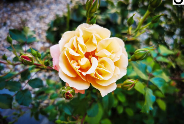 Júniusi séta a Csallóközben – Képekkel