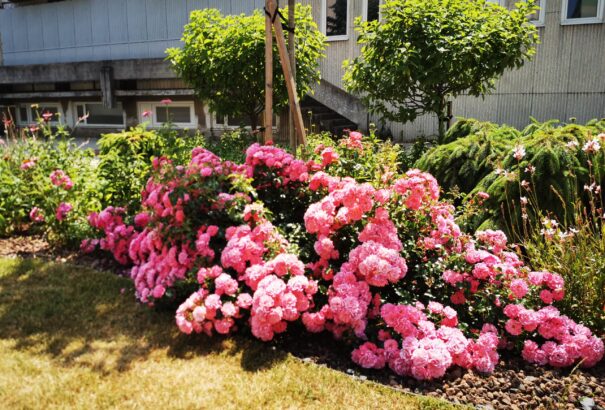 Látványos, színekben pompázó Somorja