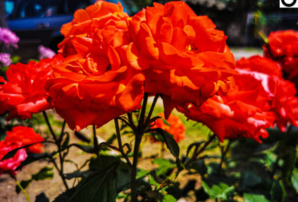 Rózsás Sárosfa – Képekkel