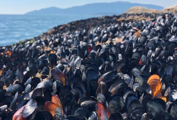 A nagy hőségben megfőttek a kagylók a tengerben