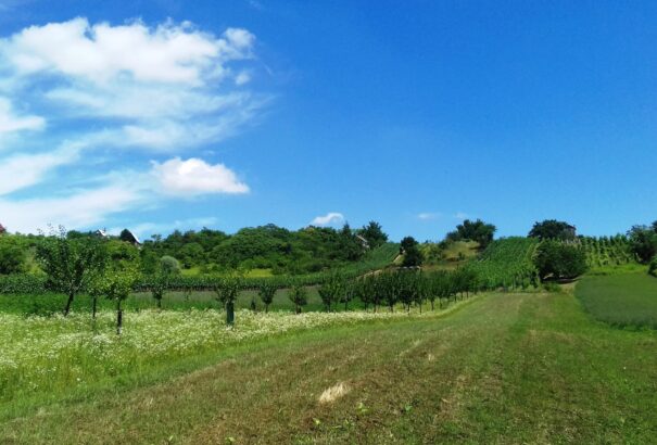 Buday Mária: Nyári életkép a Bátorkeszi dombságról