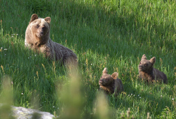 Elaltatták a Magas-Tátrában a félénkségét elvesztő anyamedvét. A bocsait állatkertben helyezik el