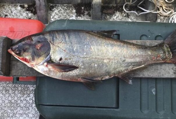 „Rasszista” felhangjai miatt neveznének át egy halfajtát az USA-ban