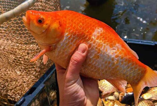 Hatalmasra nőtt aranyhalak pusztítják a minnesotai tavak élővilágát (Képekkel)