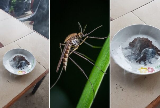 Új trükk a szúnyogok ellen – Egyszerű és könnyen kéznél van