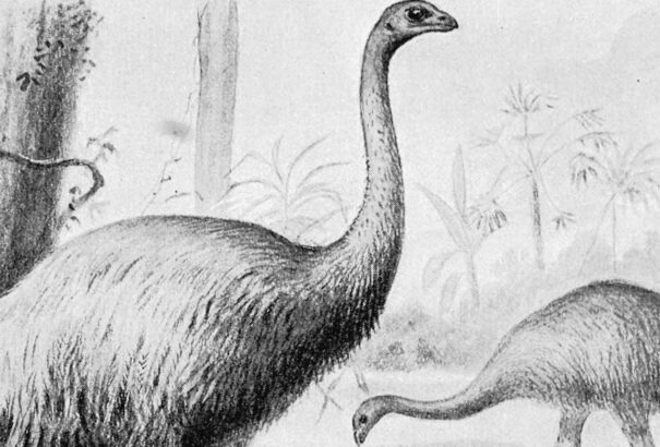 Több száz madárfajt pusztított ki az emberiség