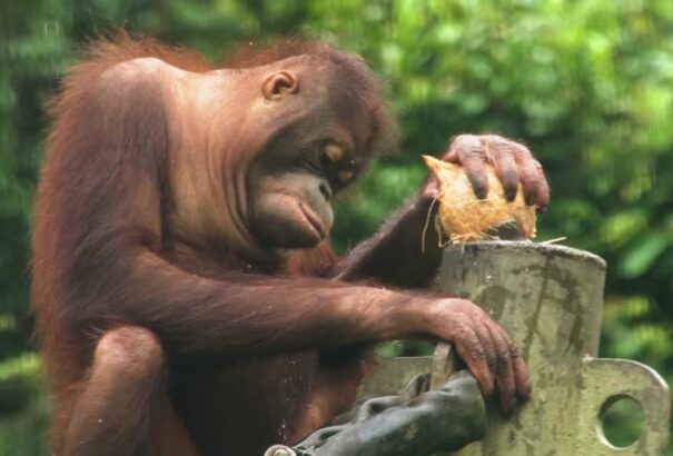 Az orangutánok saját maguktól jönnek rá, hogyan kell „kalapáccsal” feltörni a dióféléket