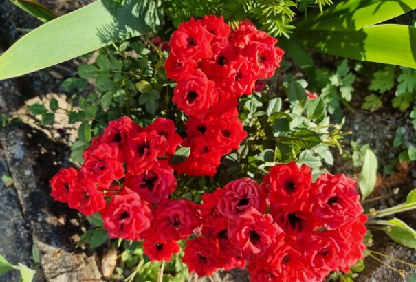 Egy csodás délután a nyárasdi örömkertben