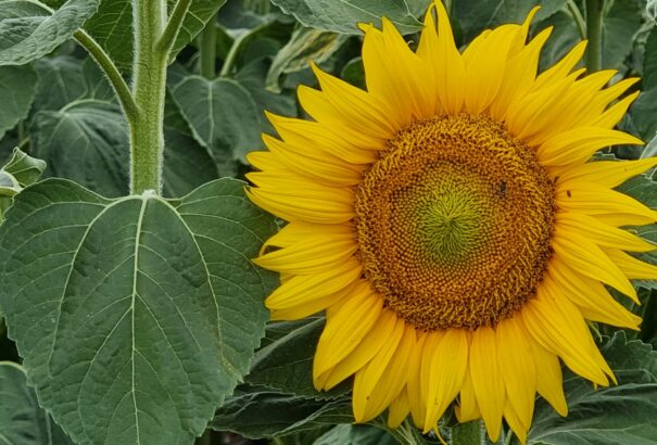 Nyárias ősz a Csallóközben – Képriport