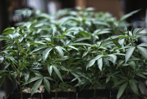 Egy 91 éves asszony marihuánát termesztett az idősotthon erkélyén