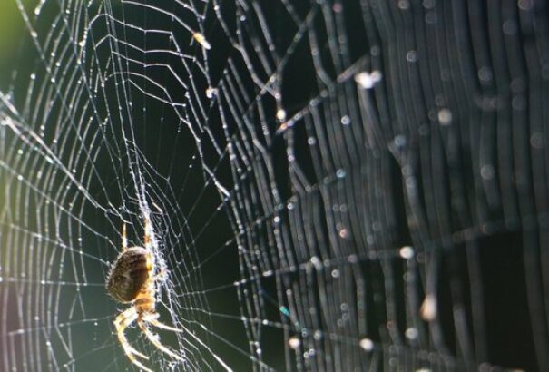 Nem véletlen, ha mostanában több a pók a lakásban