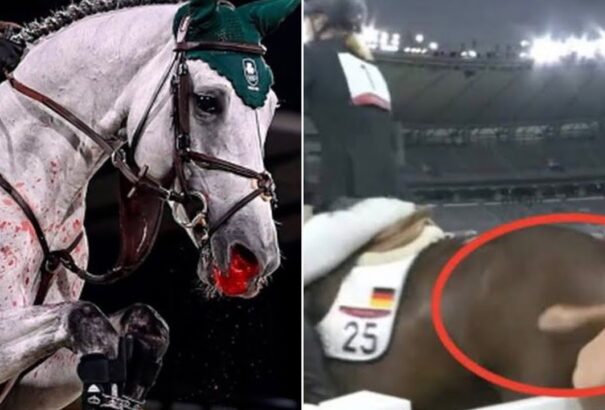 Megütötte a lovat, így állatvédelmi képzésre kötelezték a felfüggesztett öttusaedzőt