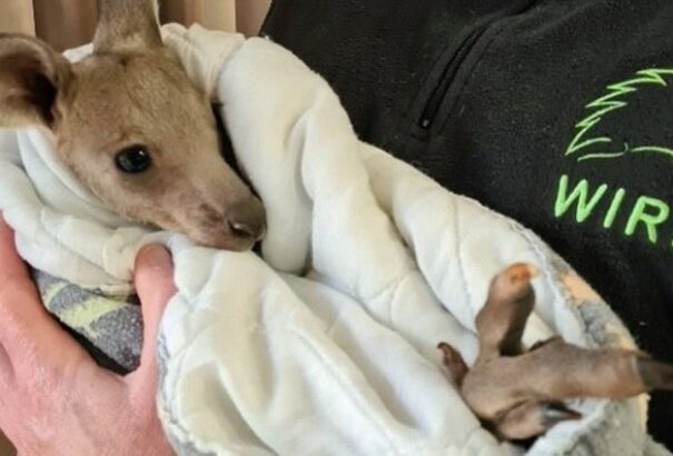 14 kengurut kínzott halálra két tizenéves Ausztráliában