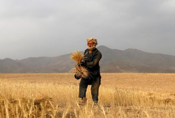A tálibok gabonát kínálnak a munkáért cserébe