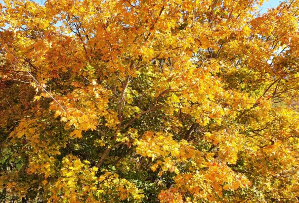 Milyen időnk lesz mindenszentek és halottak napján? – Előrejelzés