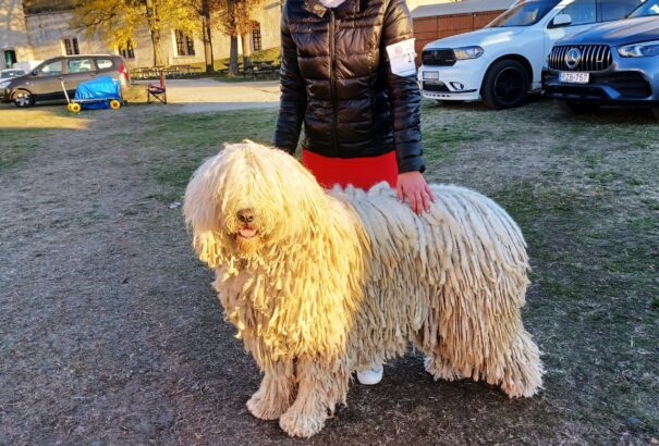 Kutyavilág kutyaszerelmeseknek – Képgalériával