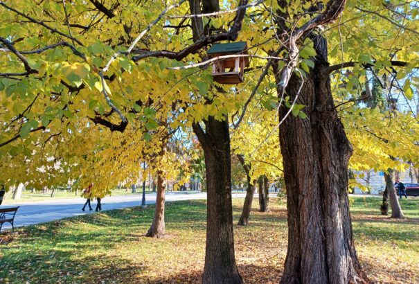 Természetismereti séta a komáromi Anglia parkban