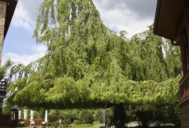 Egy ótátrafüredi bükk lett az év fája Szlovákiában – Képekkel