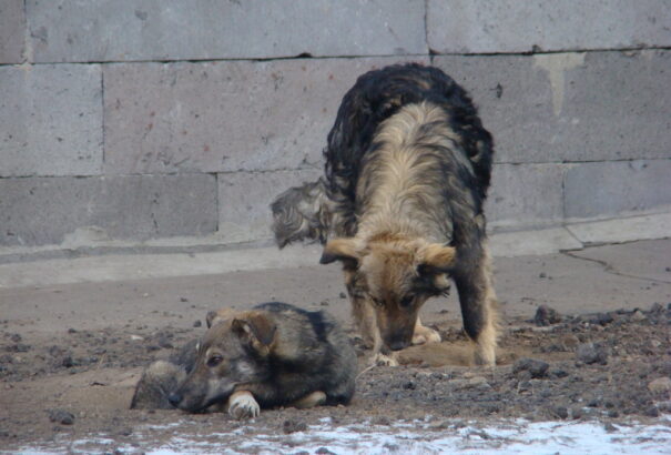 A német EP-képviselő felszólította Albániát, hogy hagyjon fel a kóbor kutyák „tömeges lemészárlásával”