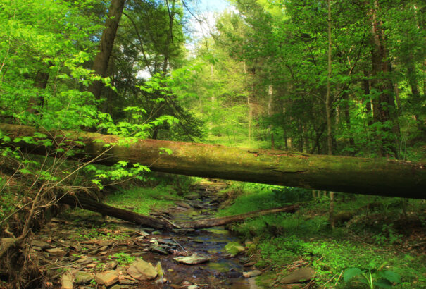 Új természetvédelmi terület jön létre Szlovákiában