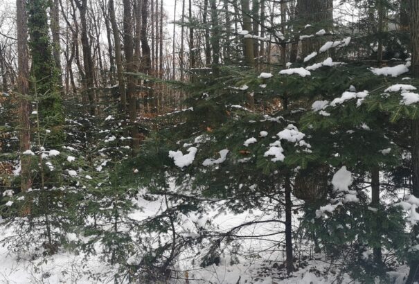 Téli kirándulás a Hűség Városába