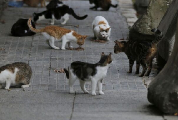 Egy francia nyugdíjas mintegy száz macska, mókus és patkány tetemét tárolta otthon