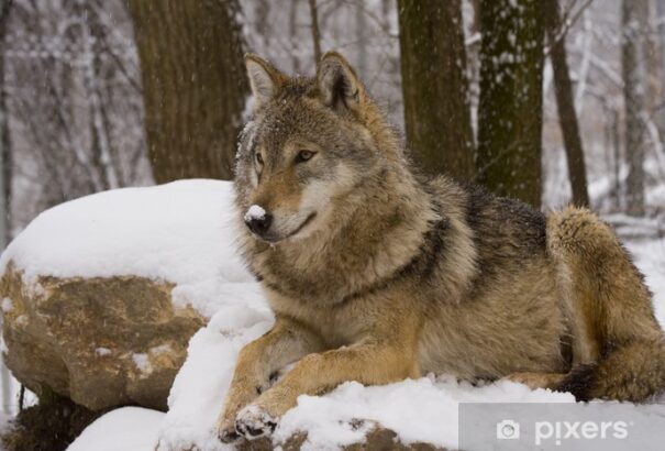 A sajátjaik már kihaltak. Kiderült, hogy a norvégiában élő farkasok finnek