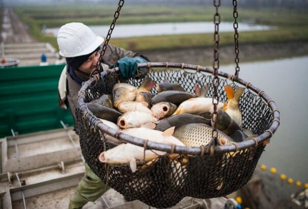 Idén kevesebb lesz a karácsonyi ponty, viszont nagyobbak és drágábbak lesznek