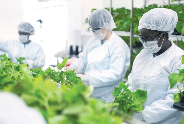 Kanadában növényi alapú koronavírus elleni vakcinát fejlesztettek ki