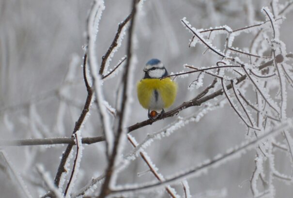 Eső, havas eső, hózápor várható december első napján