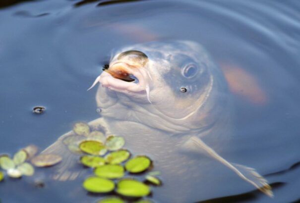 A karácsonyi ponty életkörülményeiért aggódik az állategészségügy