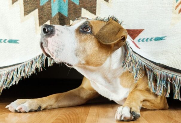 Az Állatorvosi Kamara elnöke elmondja, hogyan nyújtsunk biztonságot szilveszterkor a házi kedvencünknek