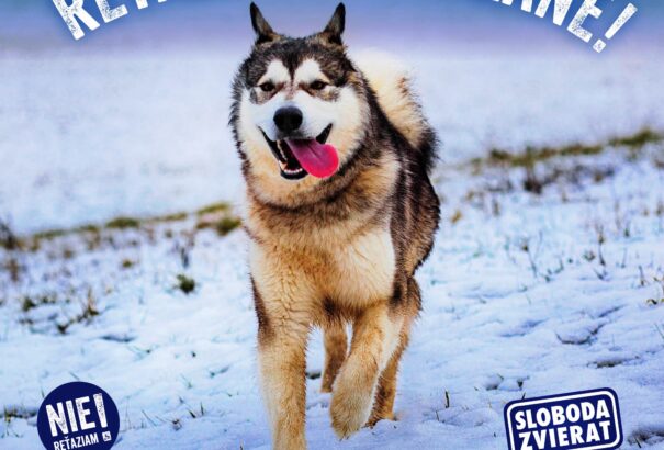 Mától tilos megkötve tartani a kutyákat