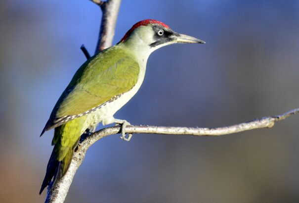Megválasztották az év madarát Magyarországon