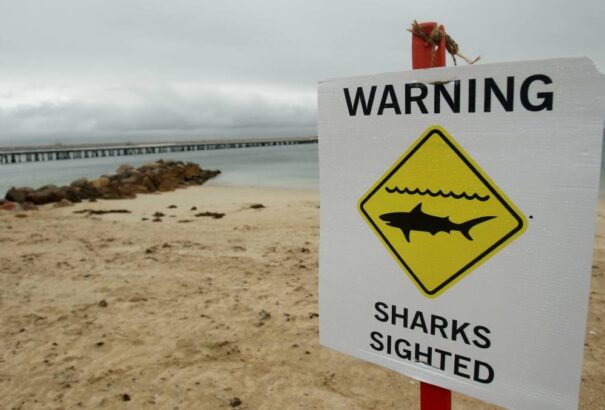 Csaknem 60 év után történt újra halálos cápatámadás az ausztráliai Sydney partjainál