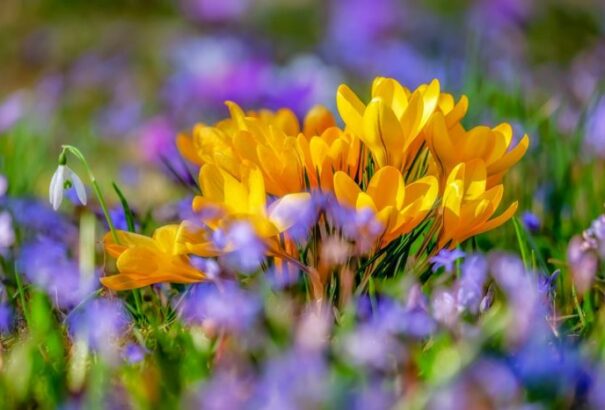 Sok napsütés és tavaszias időjárás ígérkezik