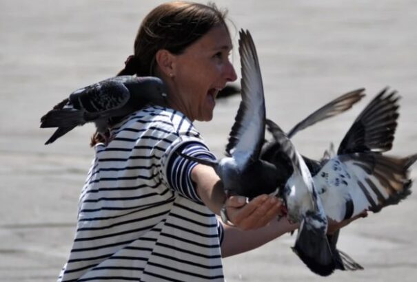 Vízipisztollyal harcolnak egyes velencei szállodák a sirályok és galambok hada ellen