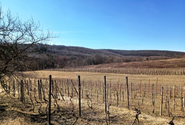 Télutó a Bátorkeszi-dombságon (Képriport)